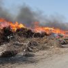 آتش سوزی انبار چوب و سرشاخه | عکس از : حمید چنارانی