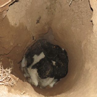 آتش نشانی نیشابور - نجات گاو از درون چاه 10 متری