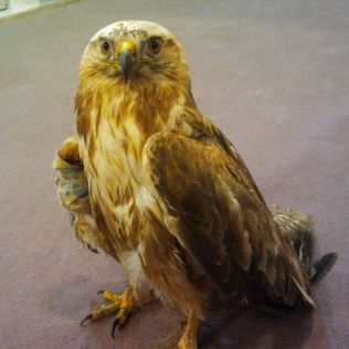 آتش نشانی نیشابور - عقاب طلایی در یک منزل مسکونی 