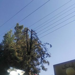 آتش نشانی نیشابور - حریق چند اصله درخت در ابتدای خیابان هاشمی نژاد با تلاش آتش نشانان مهار شد