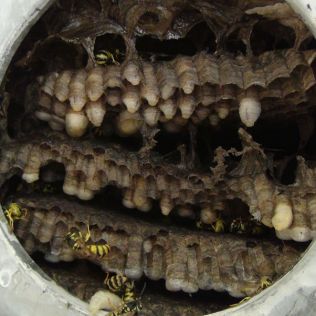 آتش نشانی نیشابور - لانه سازی زنبورها در داخل دودکش بخاری