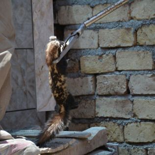 آتش نشانی نیشابور - راسو ، میهمان ناخوانده یک منزل روستایی