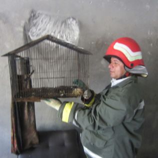 آتش نشانی نیشابور - بخاری برقی کبوتر ها را سوزاند